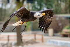 Weißkopfseeadler