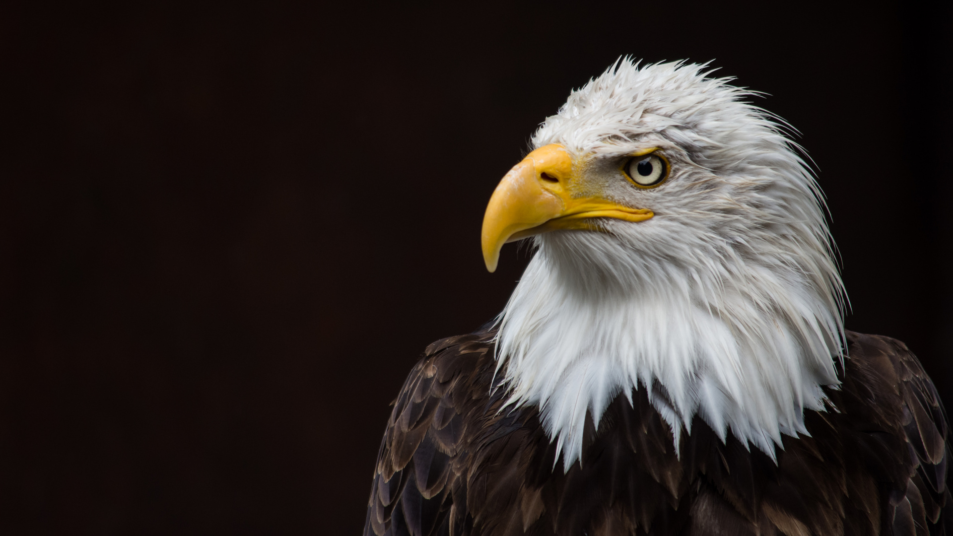 Weisskopfseeadler