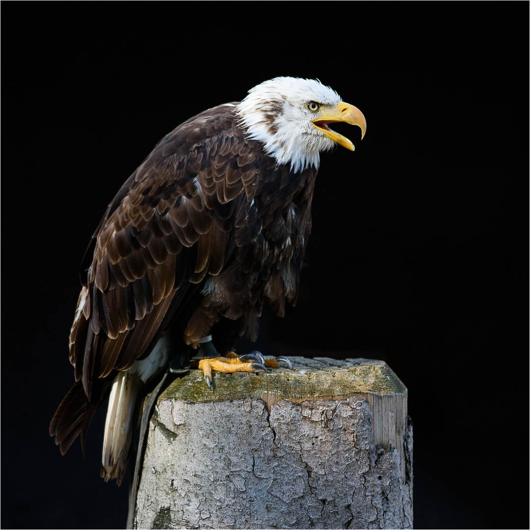 Weißkopfseeadler