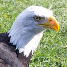 Weisskopfseeadler..