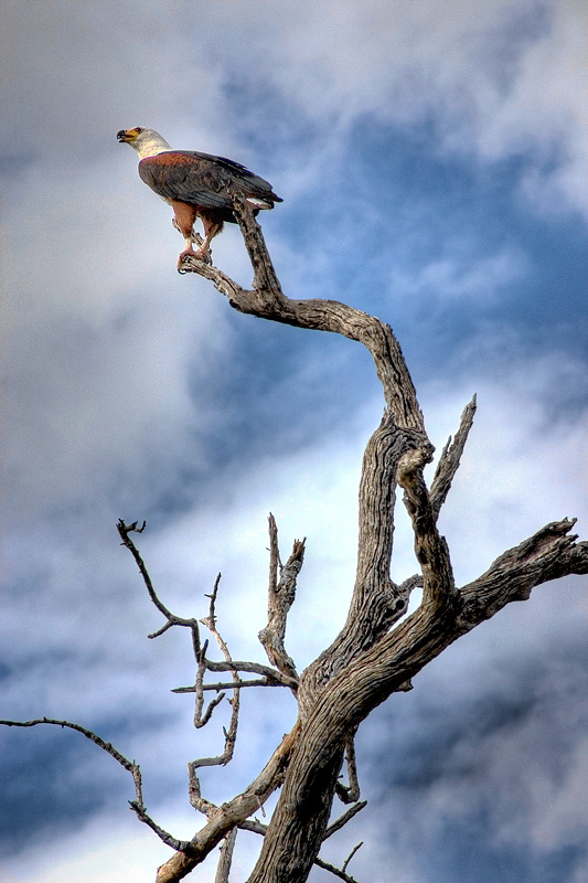 Weißkopfseeadler