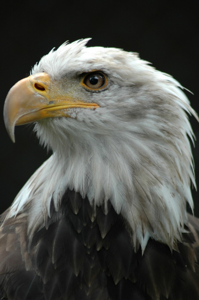 Weißkopfseeadler