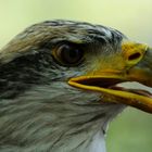 Weißkopfseeadler ca 1 Jahr alt