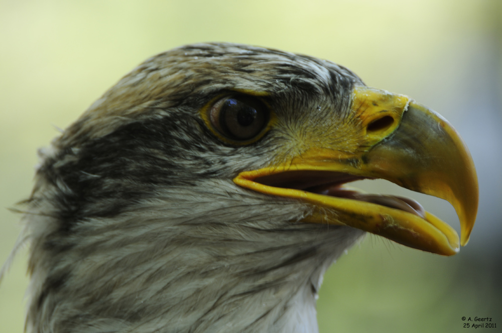 Weißkopfseeadler ca 1 Jahr alt