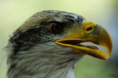 Weißkopfseeadler ca 1 Jahr alt