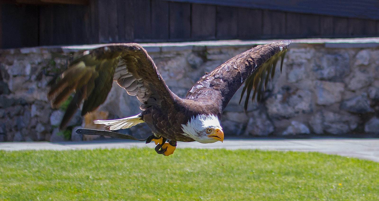 Weißkopfseeadler