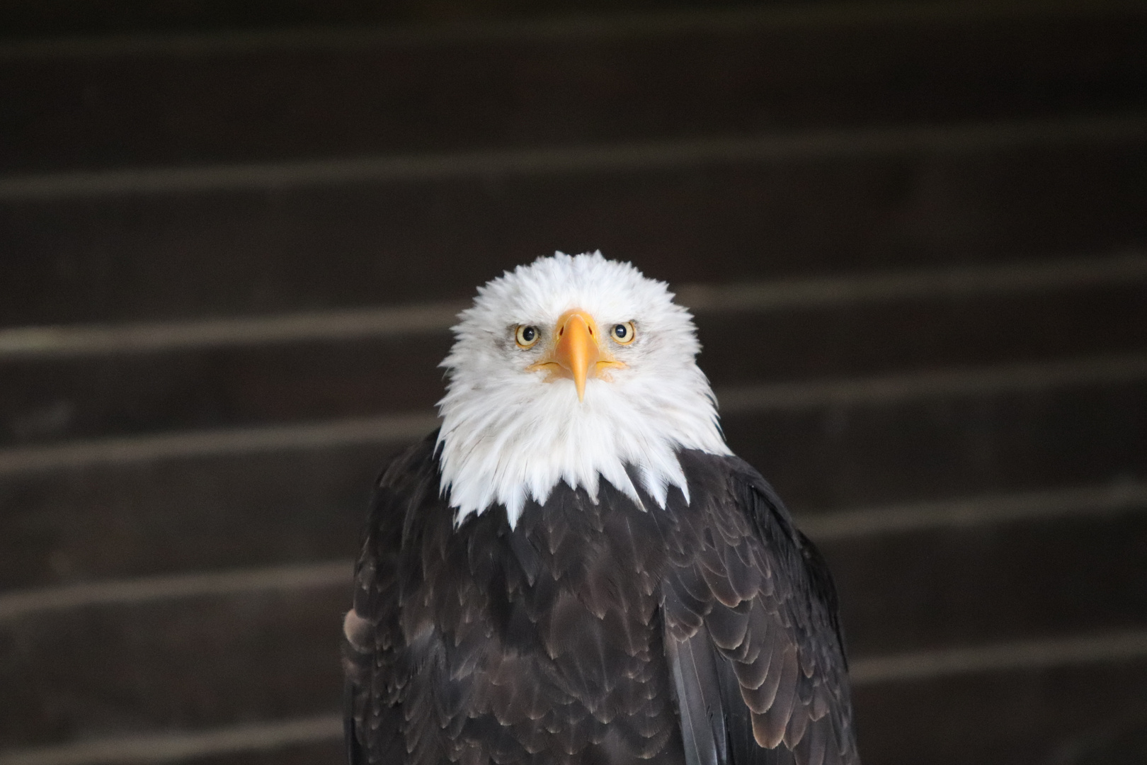 Weißkopfseeadler.....