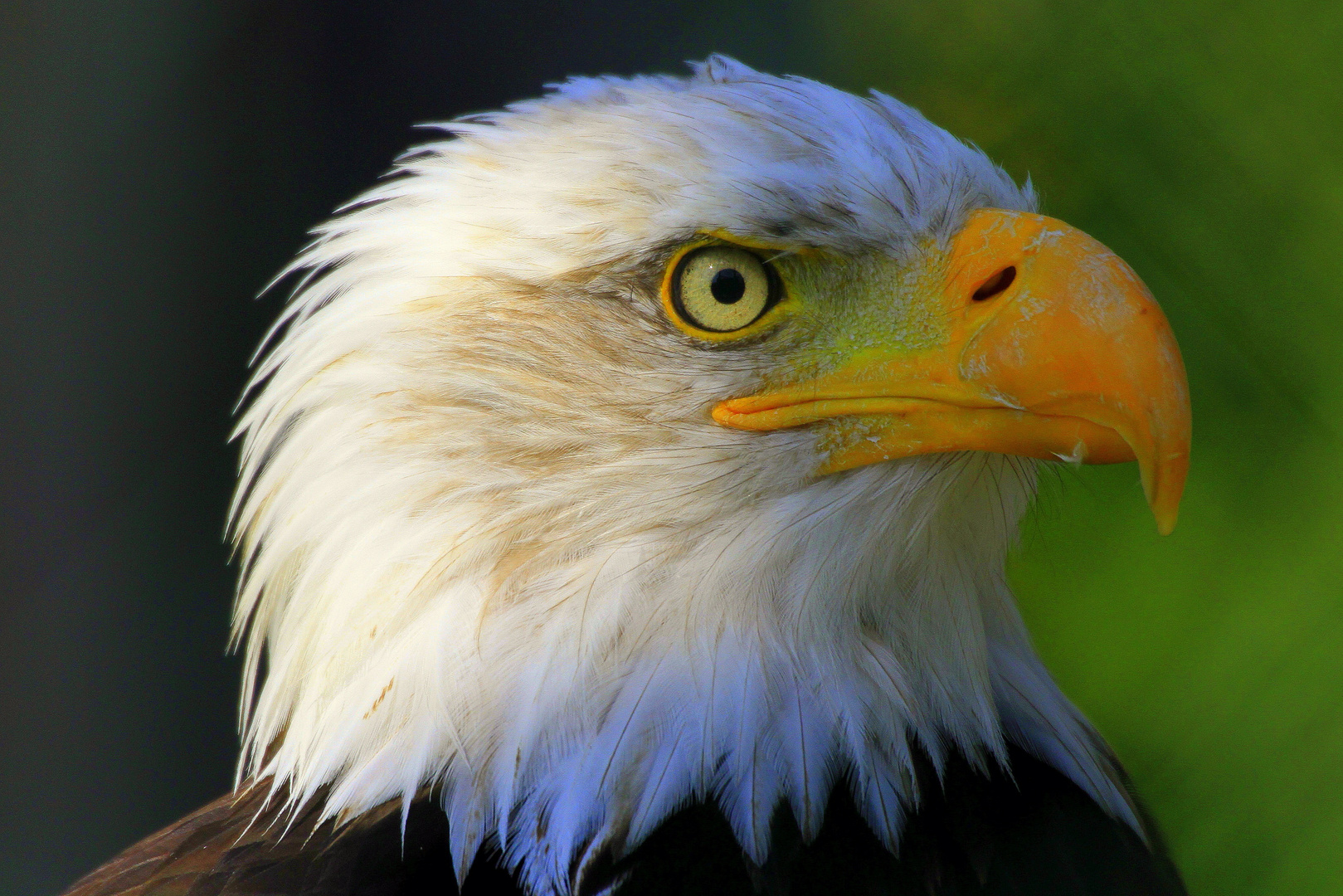 Weißkopfseeadler