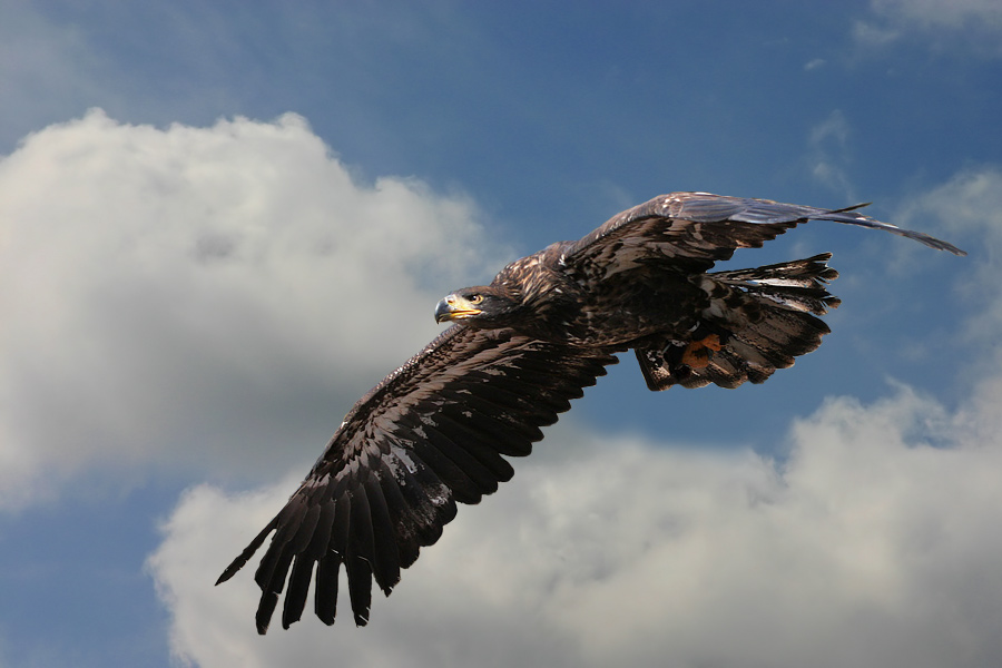 Weisskopfseeadler