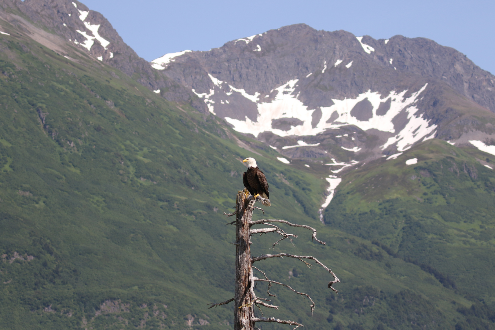 Weißkopfseeadler