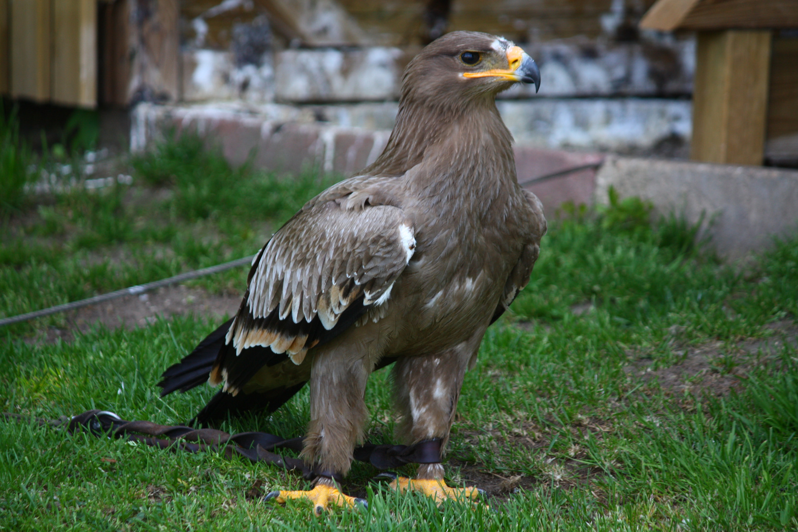 Weißkopfseeadler