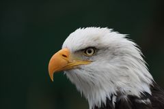 Weißkopfseeadler