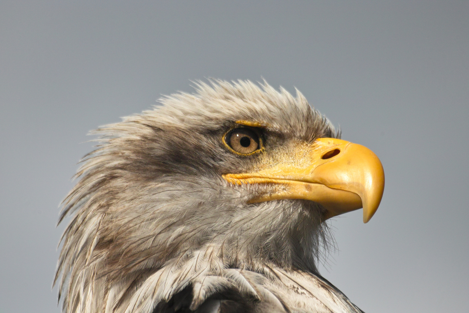 Weißkopfseeadler