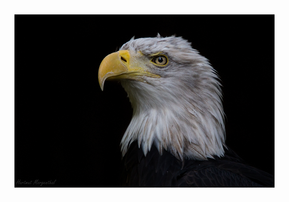 Weißkopfseeadler