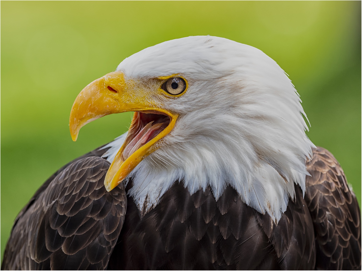 Weißkopfseeadler