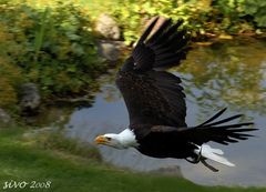 Weißkopfseeadler