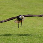 Weißkopfseeadler