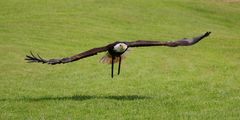 Weißkopfseeadler