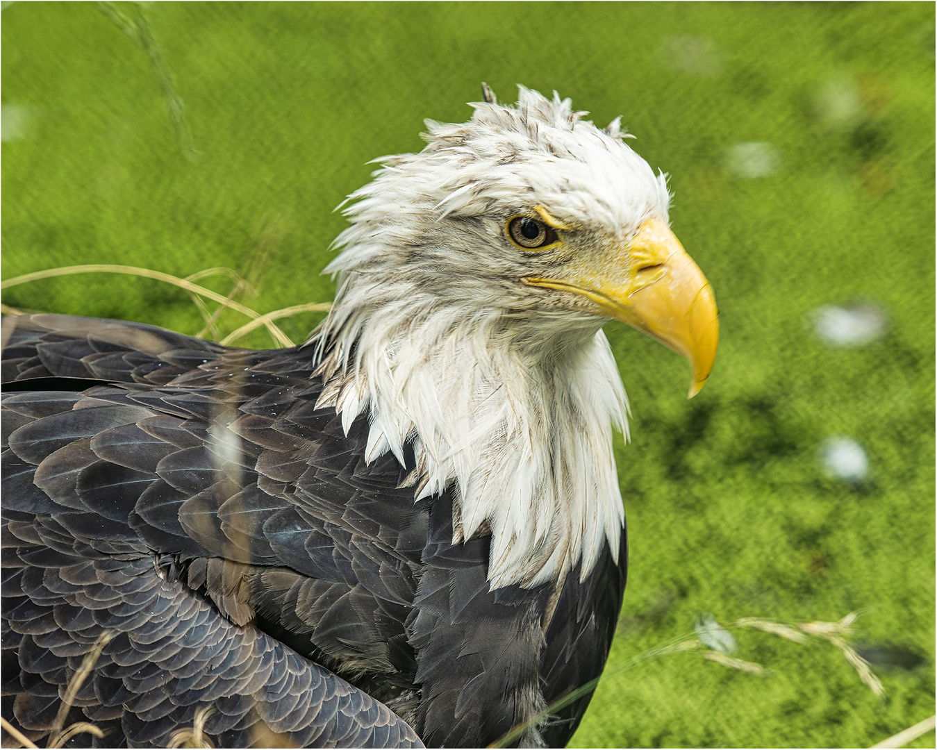 Weißkopfseeadler