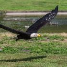 Weißkopfseeadler