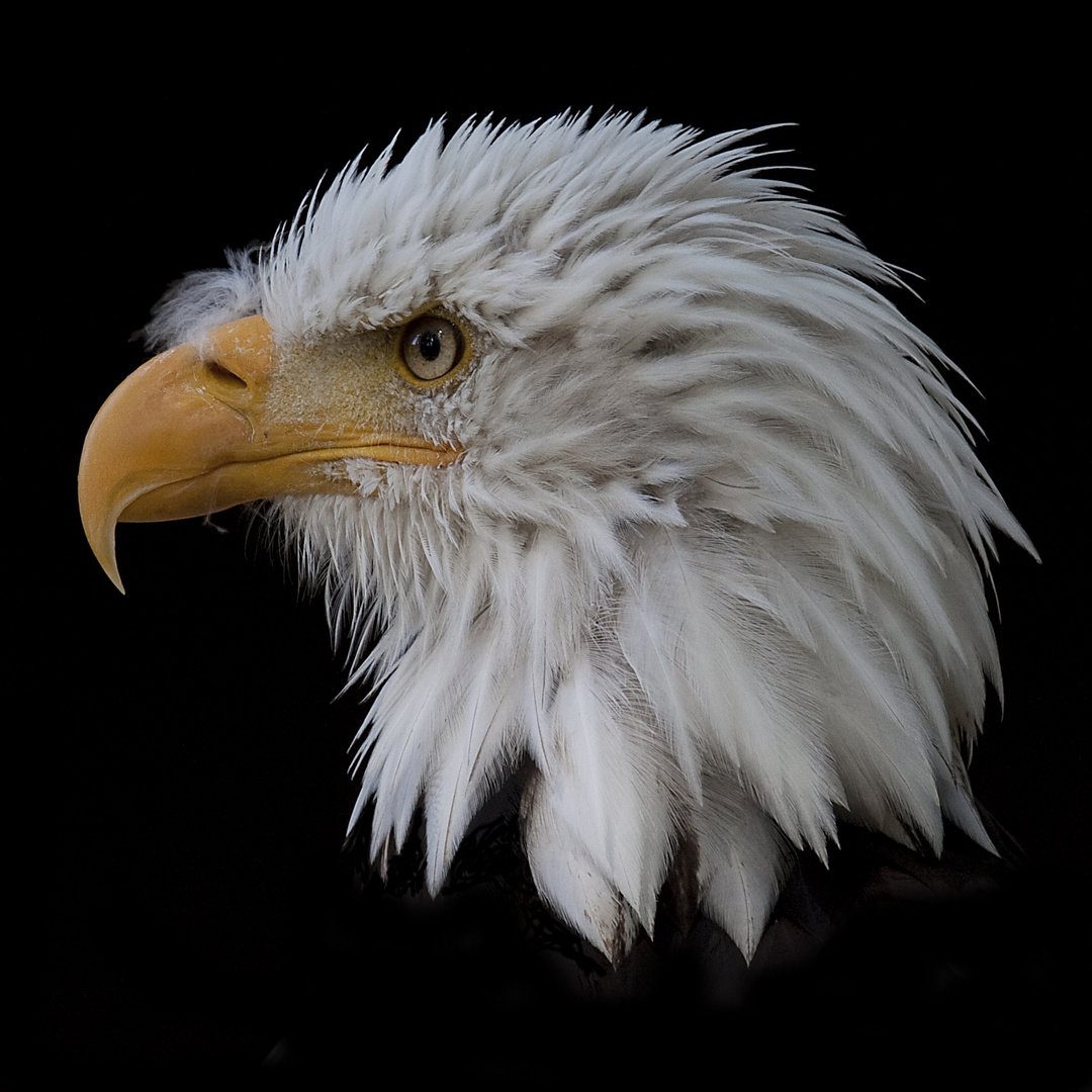 Weißkopfseeadler