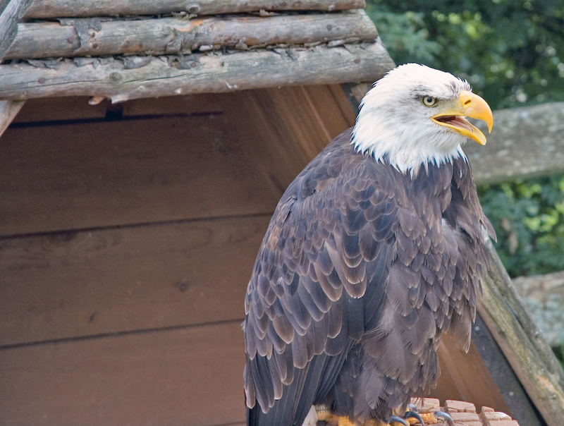 Weisskopfseeadler