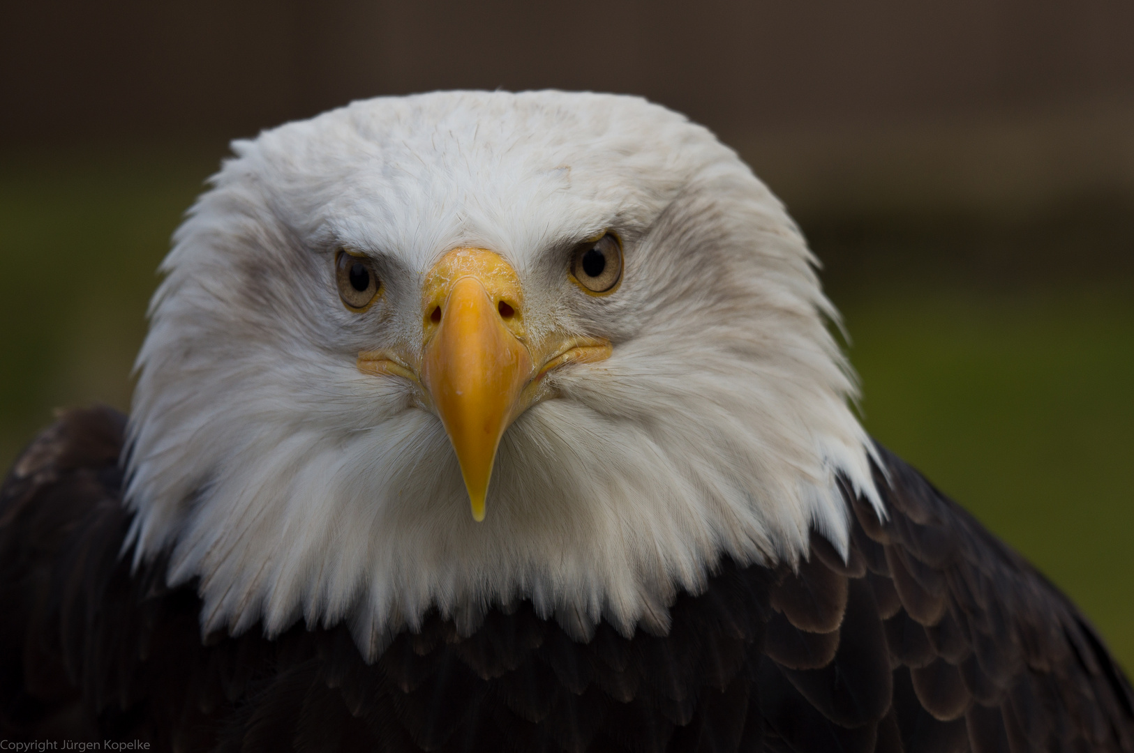 Weisskopfseeadler