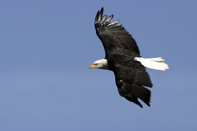 Weißkopfseeadler