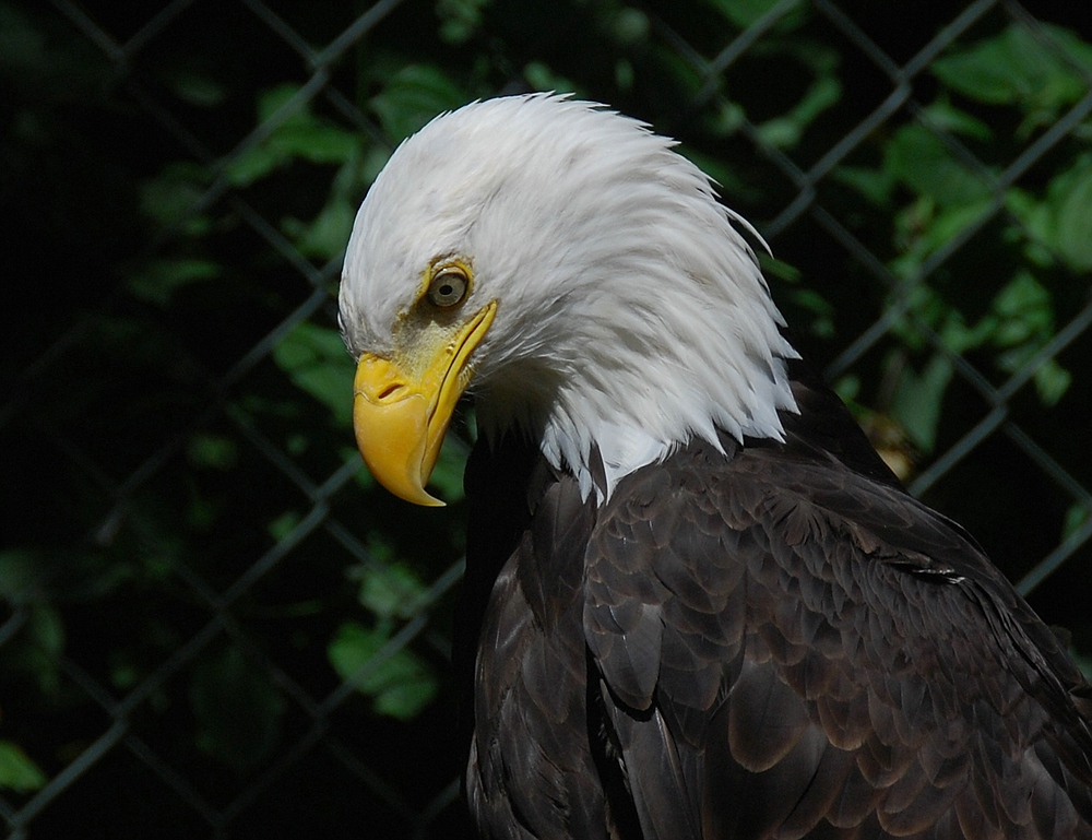 Weißkopfseeadler