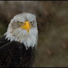 Weißkopfseeadler