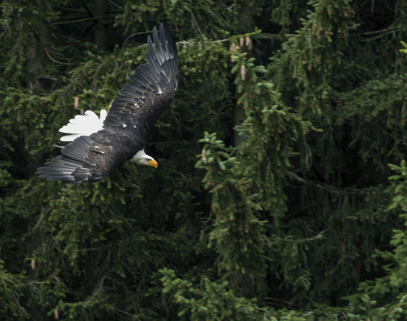 Weißkopfseeadler