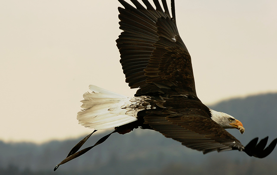 Weißkopfseeadler