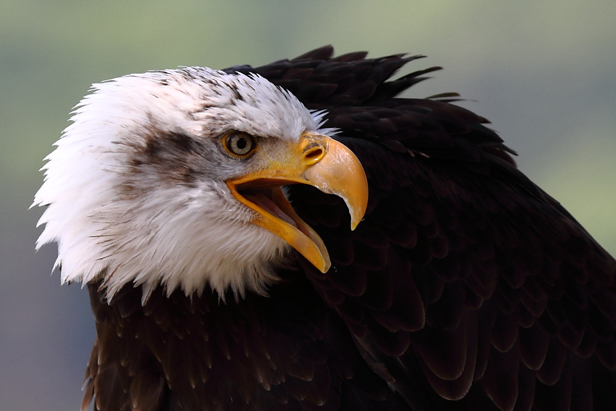 Weißkopfseeadler