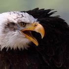 Weißkopfseeadler