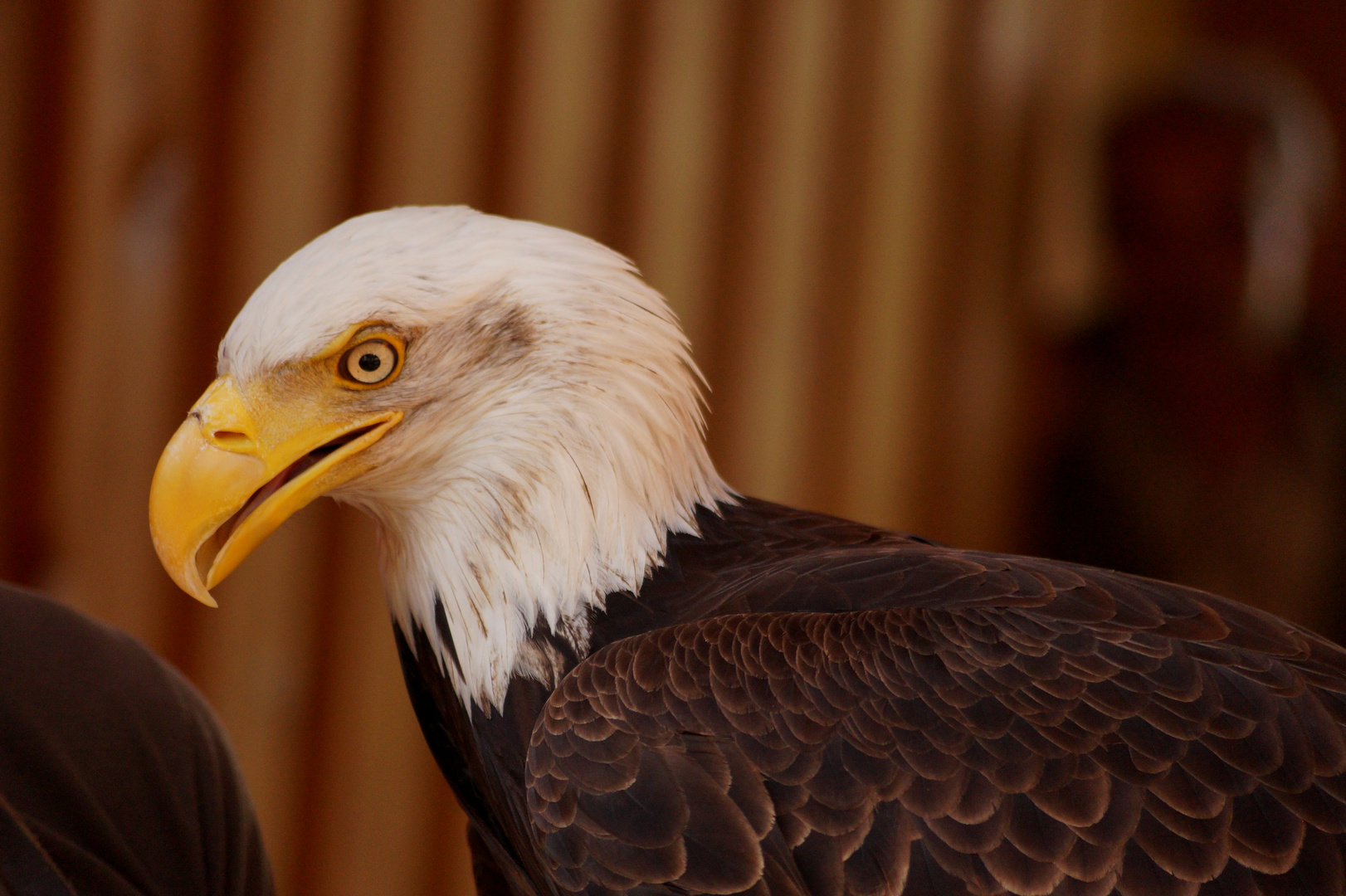 Weißkopfseeadler Cora