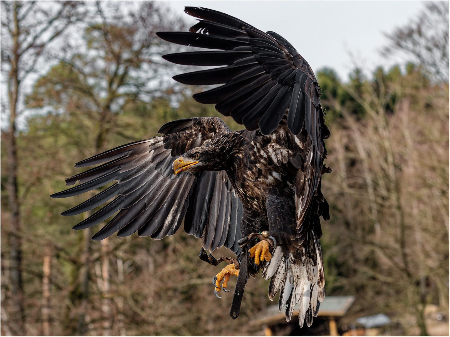 Weißkopfseeadler