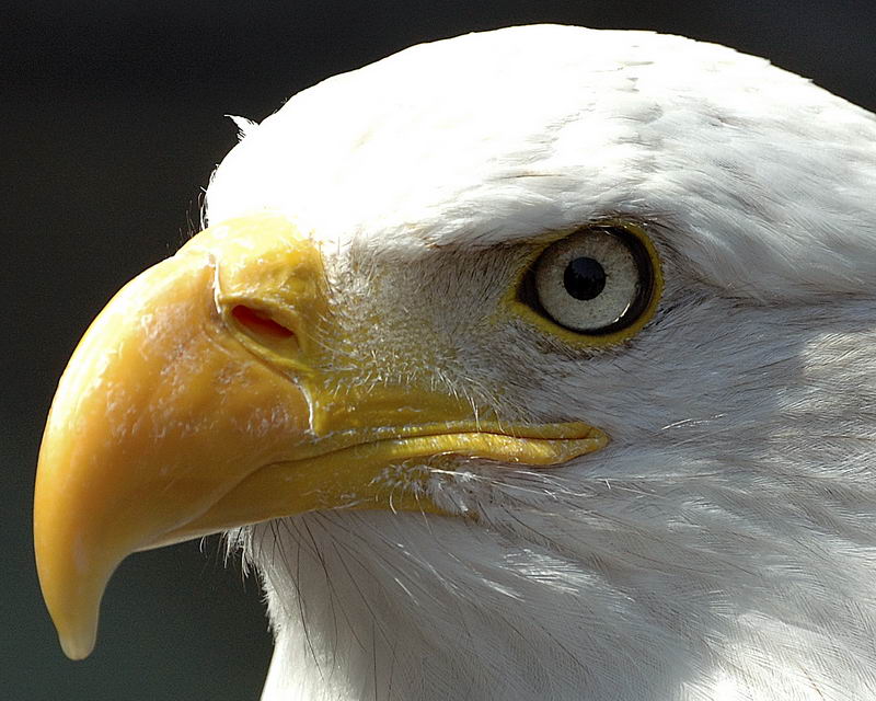 Weisskopfseeadler