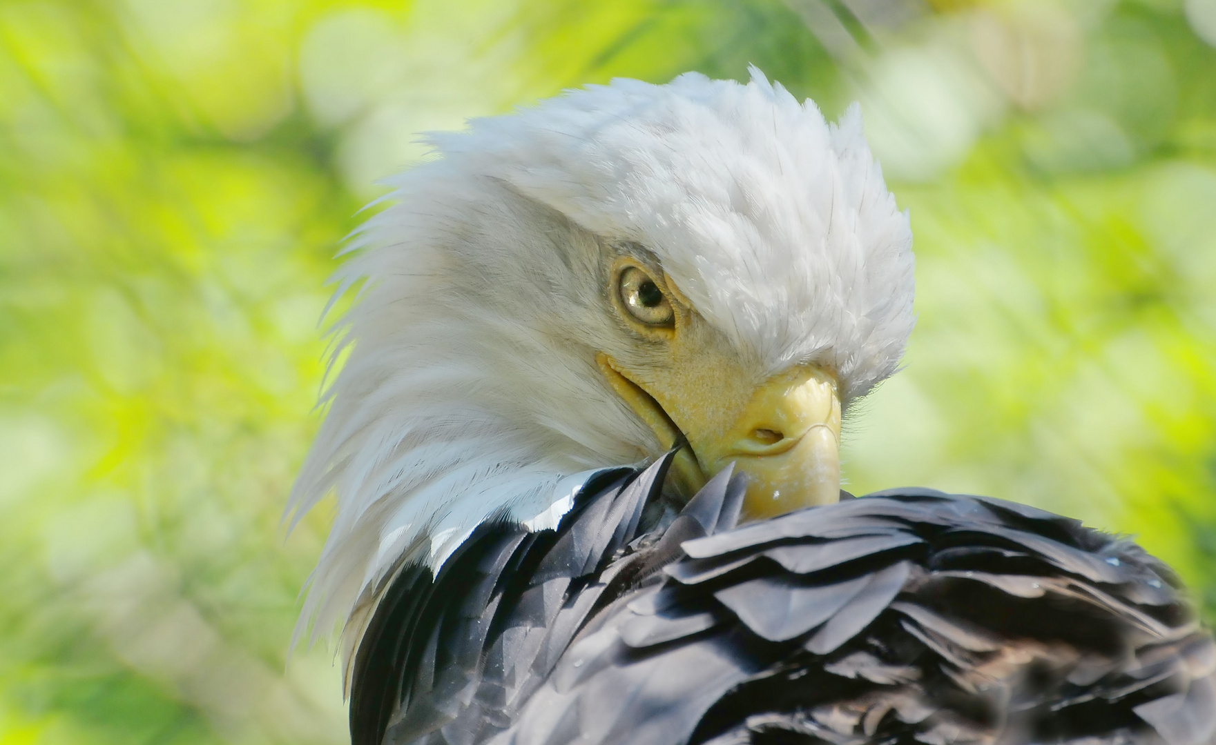 Weißkopfseeadler