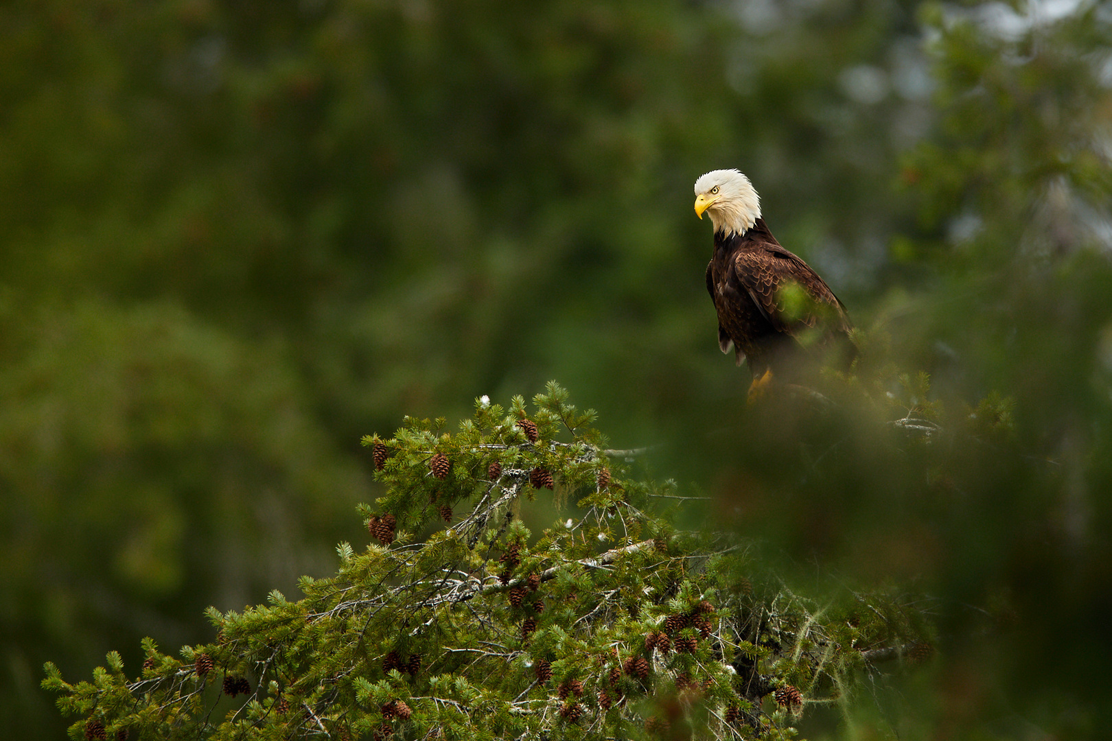 Weisskopfseeadler