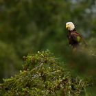 Weisskopfseeadler