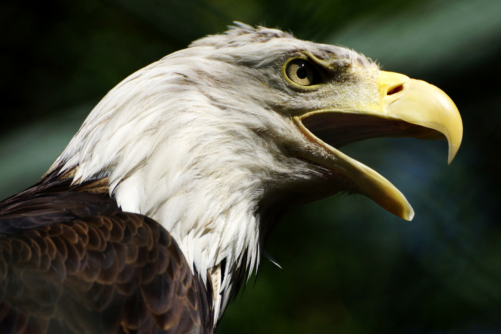 Weißkopfseeadler