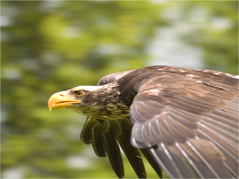 Weißkopfseeadler