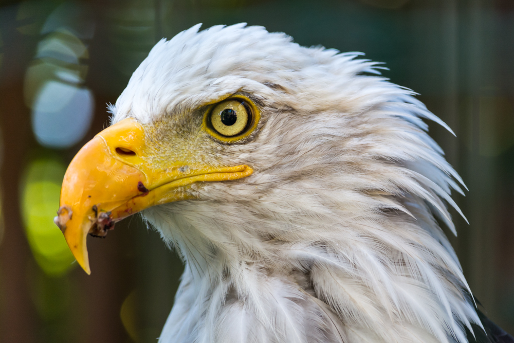 Weißkopfseeadler