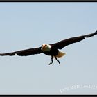 Weißkopfseeadler