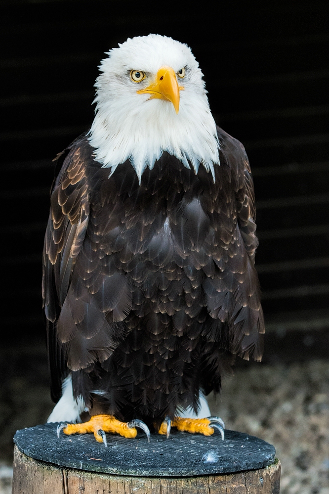 Weisskopfseeadler