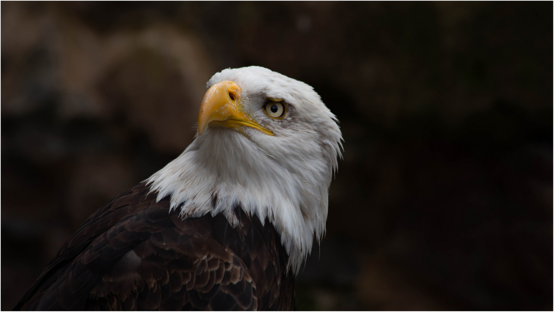 Weißkopfseeadler