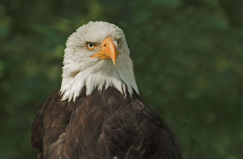 Weißkopfseeadler