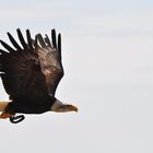 Weißkopfseeadler