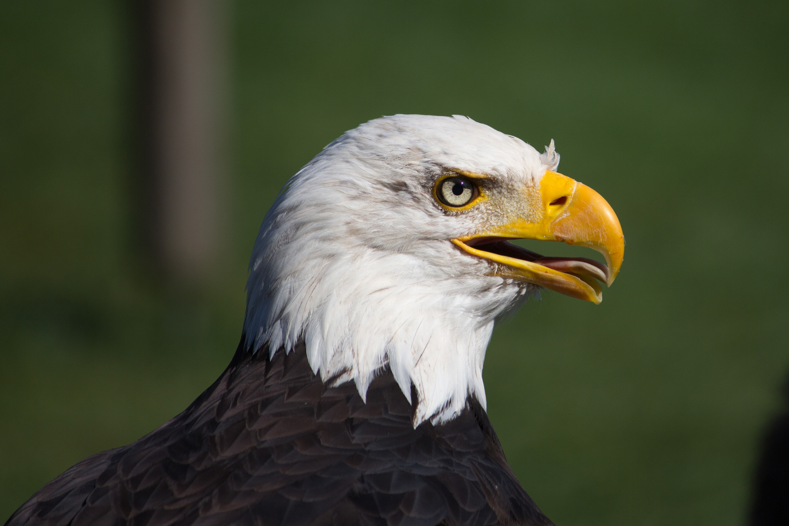 Weißkopfseeadler