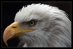 Weißkopfseeadler...